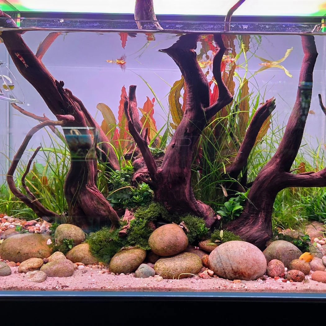 Aquariums & Water Features
